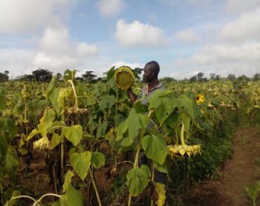 plant Growth in Uganda
