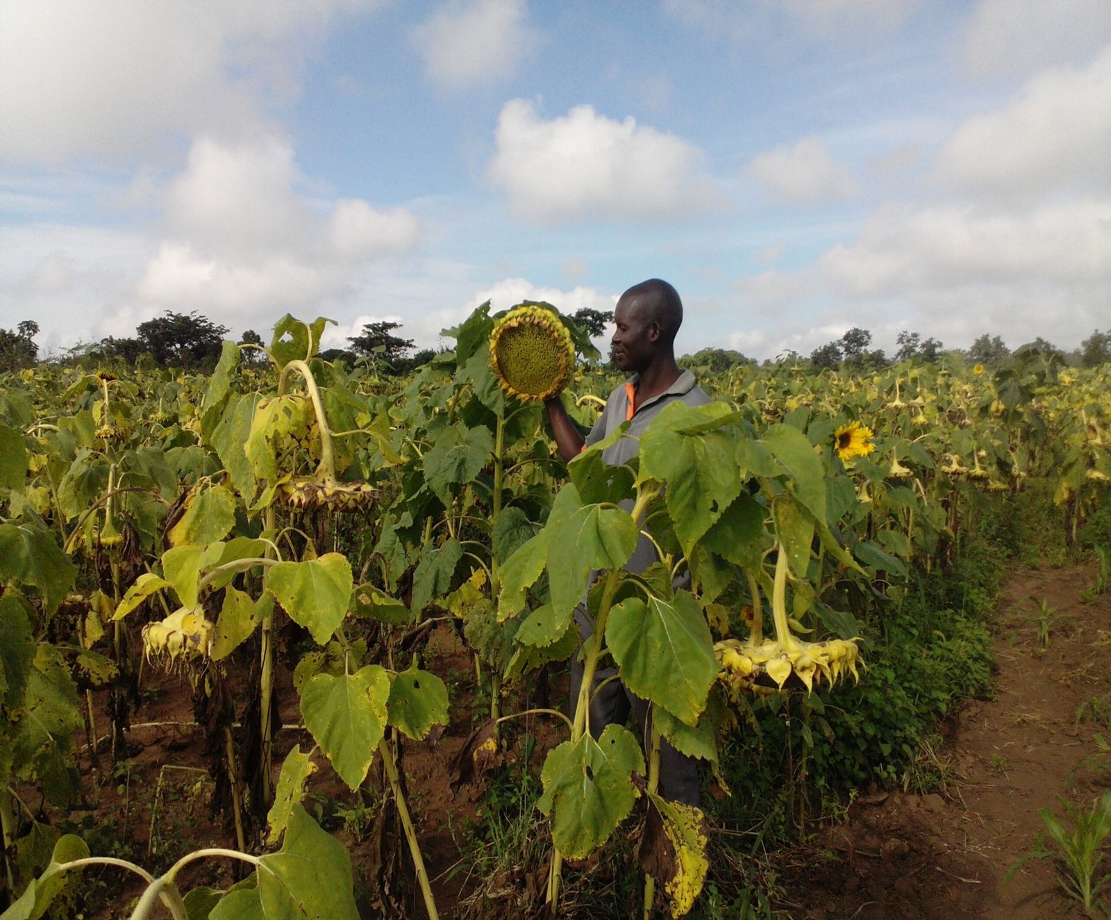 plant Growth in Uganda